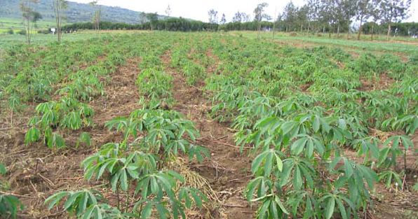 Coopérative MAHOUGNON de Tori-Cada